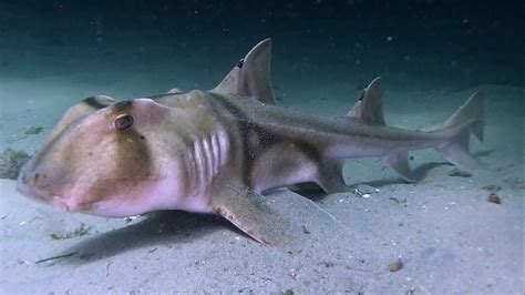 Up Close And Personal Port Jackson Shark Youtube