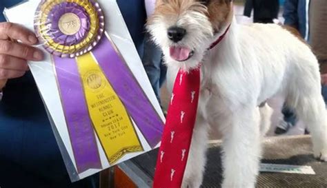 Muncie Russell Terrier Wins Best Of Breed In New Yorks Westminster Dog