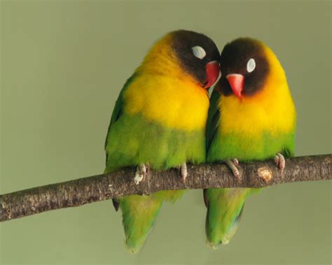 Lovely Cute Birds Sleeping On The Branch Very Romantic ~ Dream Wallpapers