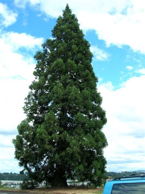 Giant Sequoia Sequoiadendron Giganteum Tree Seeds Fast Evergreen