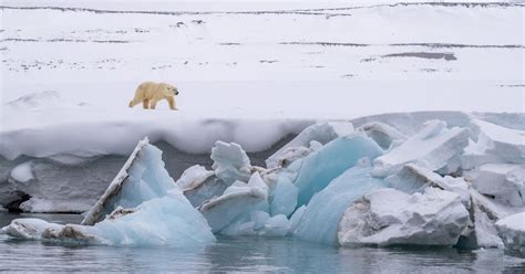 Hope For Declining Polar Bear Population As Arctic Photographer