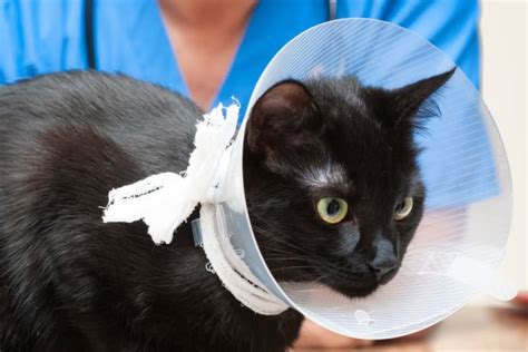 Behavior And Recovery Of Male Cat Before And After Neutering