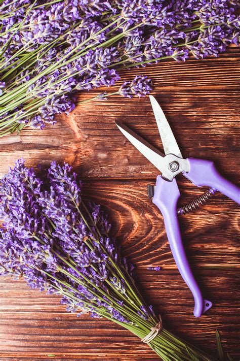 Warum brauchen rosen einen rückschnitt? Lavendel schneiden: Wann und wie zurückschneiden? (mit ...