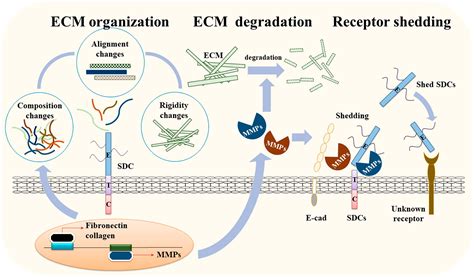 Emerging Role Of Syndecans In Extracellular Matrix Remodeling In Cancer