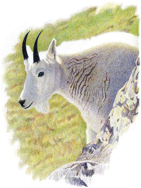Check spelling or type a new query. Rocky Mountain Goat Portrait Drawing by Dan Miller