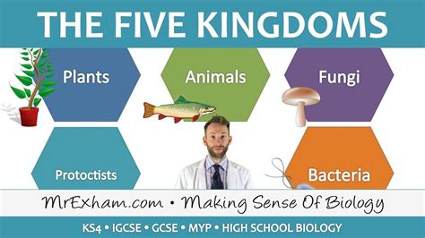 5 Kingdom Classification Gcse Biology 9 1 Youtube