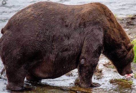 Real Overweight Animals