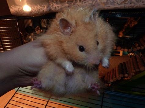 Photos Of Your Long Haired Syrians Hamster Central