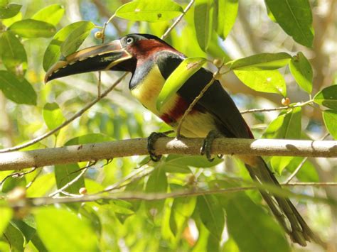 Les Oiseaux Du Costa Rica Amérique Du Sud Quels Oiseaux Observer Au