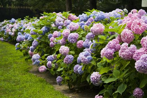 Flowering shrubs are the backbone of any garden, offering privacy along a border, attracting pollinators, and providing color and interest for years. Flowering Shrubs that Grow in Shade - Gardenerdy