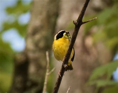 Common Yellowthroat Nature Travel Birding