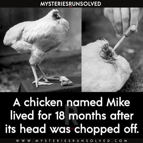 Mike The Headless Chicken Who Lived For 18 Months True Interesting