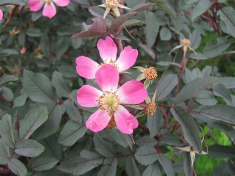 Red Leaf Rose Trees And Shrubs › Anything Grows