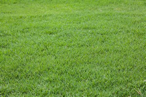When To Weed And Feed Bermuda Grass
