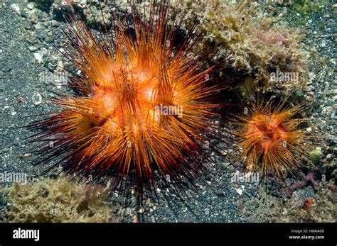 Long Spined Sea Urchin Astropyga Radiata Lembeh Strait Sulawesi