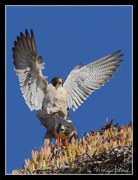 Peregrine Falcons Mating By Michael Gehrisch Peregrine Peregrine Falcon Falcons