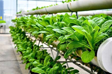 What Are The Different Types Of Indoor Farming Systems Aura Trees