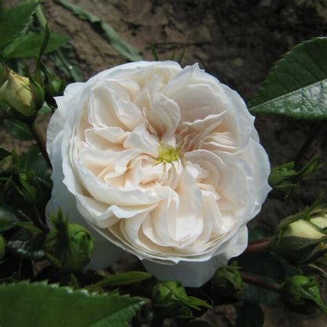 Macmillan Nurse Standard Rose Style Roses