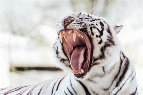 Tiger Teeth Stock Photos Pictures And Royalty Free Images Istock