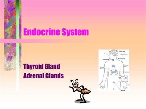 Endocrine System Thyroid Hormones