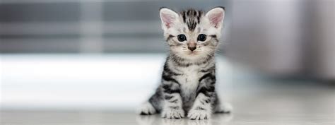 Download the perfect cute kitten pictures. New Kitten - Vets in Endeavour Hills