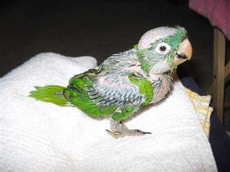 Blue Crowned Conure Facts As Pets Behavior Diet Pictures Singing