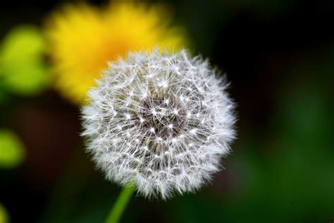 Free Photo Macro Dandelion Dandelion Field Flower Free Download