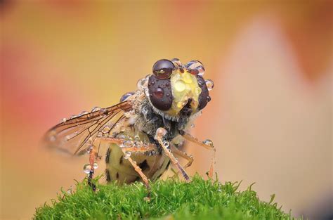Wallpaper Animals Nature Insect Fly Flower Fauna Close Up