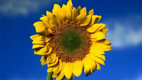 Get Wallpaper Sunflower With White Background Background Bondi Bathers