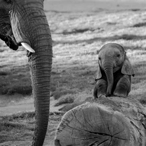 Free Download Black And White Photo Baby Elephant Wallpaper Pure Heart