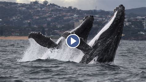 General description the humpback whale is a baleen whale and a rorqual whale that sings amazing songs. Humpback Whales Synchronised Breach - YouTube