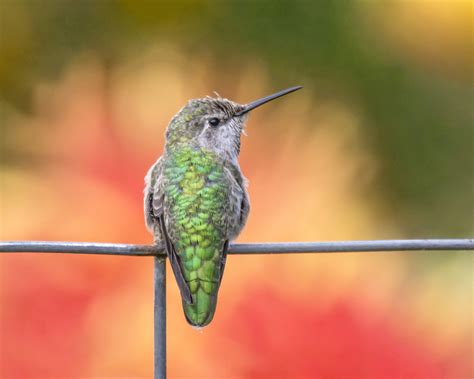 Hummingbirds See Colours Humans Can Only Imagine Ubc Science