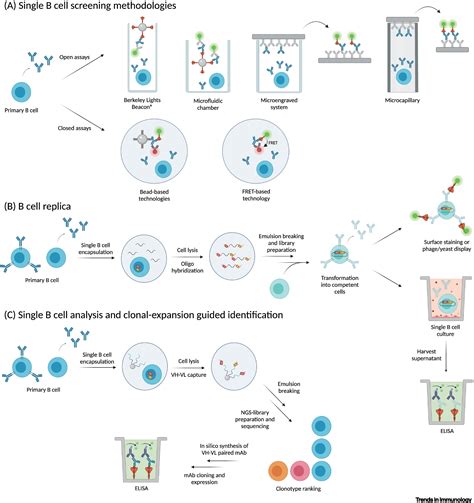 Single B Cell Technologies For Monoclonal Antibody Discovery Trends In