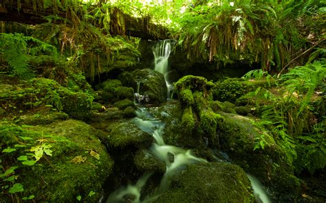 Forest Jungle Green Stream Timelapse Moss Fern Rocks