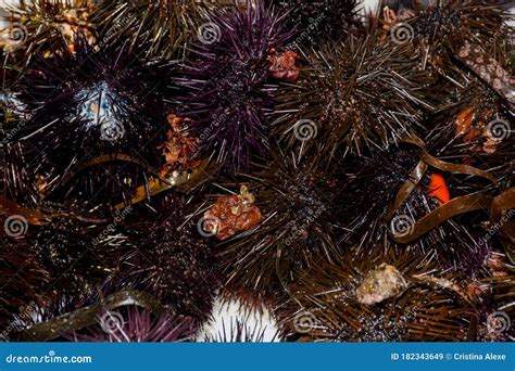 Sea Urchins Are Typically Spiny Globular Animals Echinoderms In The