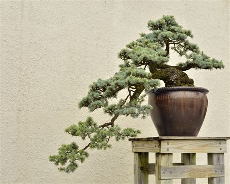 How To Grow And Care For Cedar Bonsai