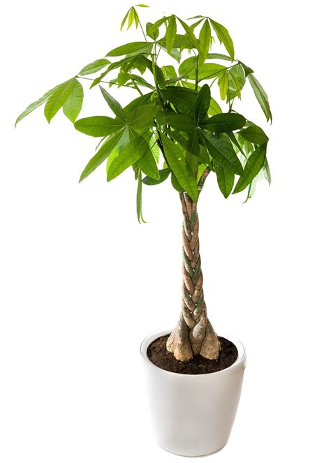 We Tell You How To Braid A Money Tree In 6 Easy Steps