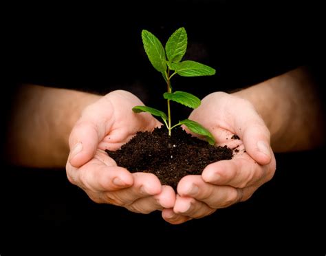14 Benefits Of Planting Tree