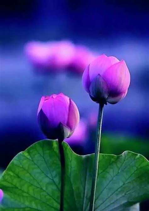 Scarlett Leigharose777 Twitter Lotus Flower Pictures Flower