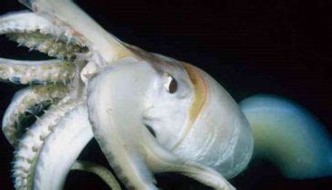 Womans Mouth Impregnated With A Dozen Baby Squid After Eating