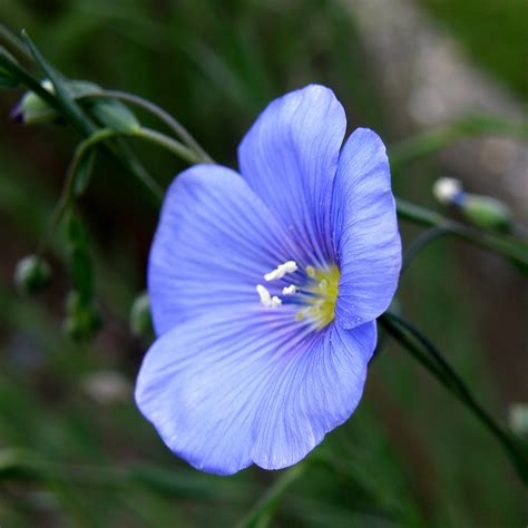 Uses Of Flax Plants Garden Guides