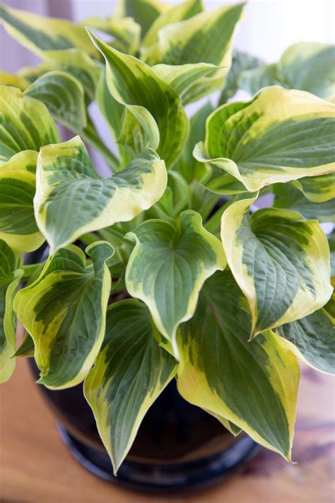 How To Grow Hostas Indoors Plant Care Houseplant Growing Plants