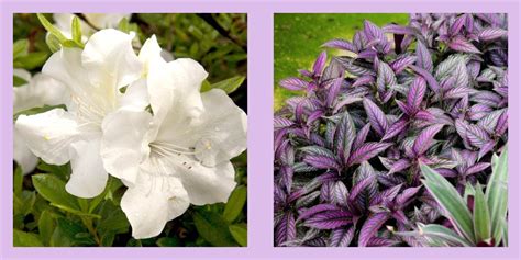 10 Best Shade Perennials Perennial Flowers For Shade