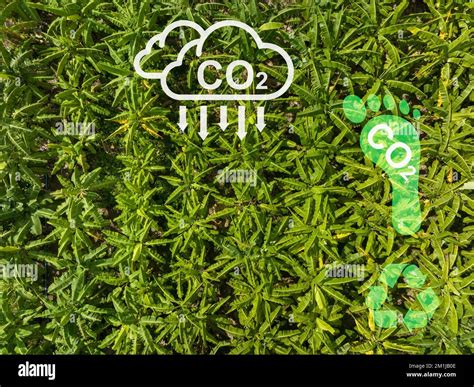 Ciclo Del Carbono Las Plantas Absorben Co2 Y Liberan O2 Fotografía De