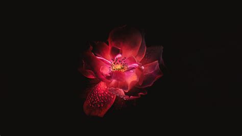 9757 views | 24713 downloads. Red Flower Black Background 4k, HD Flowers, 4k Wallpapers ...