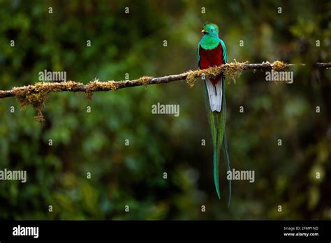 Resplendent Quetzal Pharomachrus Mocinno From Savegre In Costa Rica