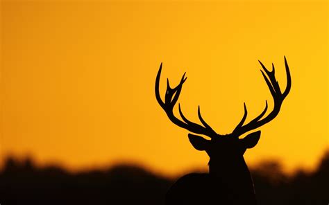 Deer Antler Silhouette Hd Animals 4k Wallpapers Images Backgrounds