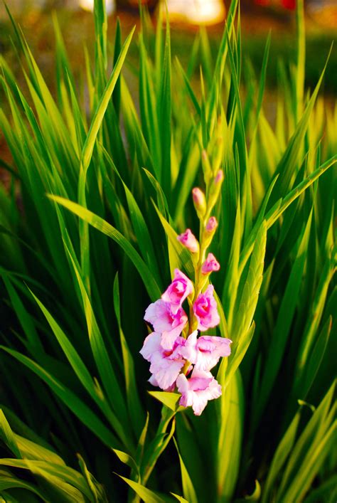 Growing a garden yields more than just delicious, nutritious treats. Glads Did Not Flower - Reasons For No Blooms On Gladiolus ...