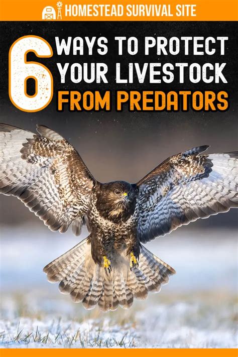6 Ways To Protect Your Livestock From Predators Homestead Survival Site
