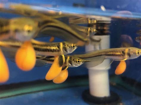 Here's a nice young blue arowana for sale in our online store. Silver arowana baby with yolk sack for sale | Exotic Fish ...